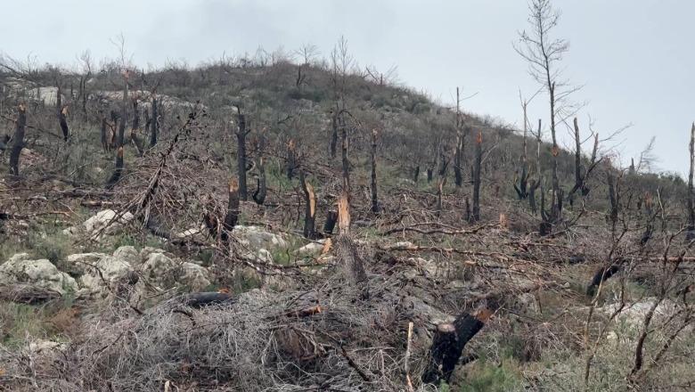 Asnjë masë për ripyllëzimin e kodrës së qytetit të Laçit, specialistët: Mungesa e drurëve, shkak i përmbytjeve