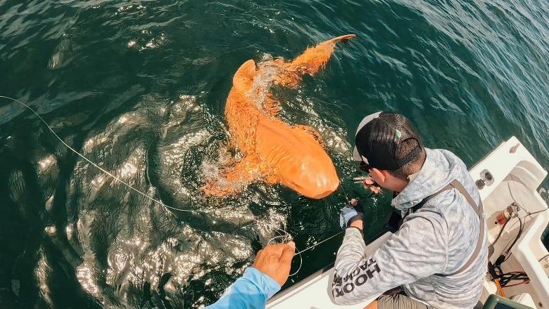 Misteret e natyrës! Peshkaqeni ‘i artë’ në Karaibe habit shkencëtarët, ekzemplari ka dy mutacione gjenetike