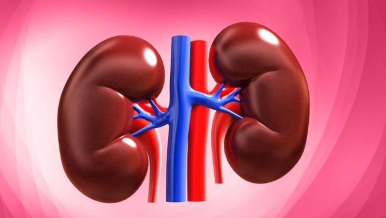 Shkencëtarët bëjnë një hap para për transplantet, krijojnë veshkën ‘universale’ që përputhet me çdo grup gjaku