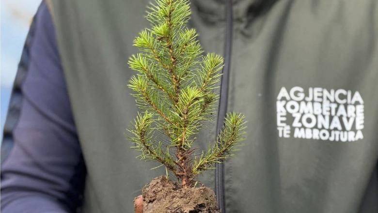 ‘Rikuperim i ekosistemeve’, Rama: Pyjeve tona i janë shtuar 360 mijë fidanë të rinj
