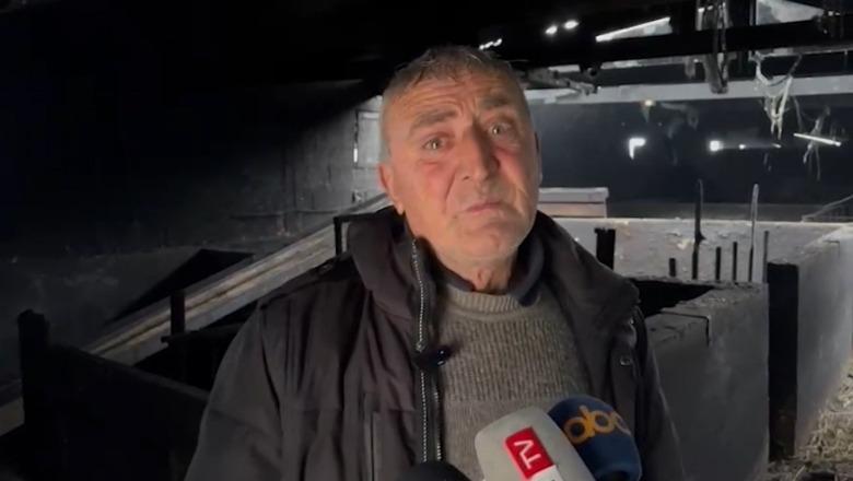 Me lot në sy blegtori tregon momentet e dhimbshme të zjarrit në stallë: Ngordhen 16 lopë e tre viça! Dëmi 100 mijë euro