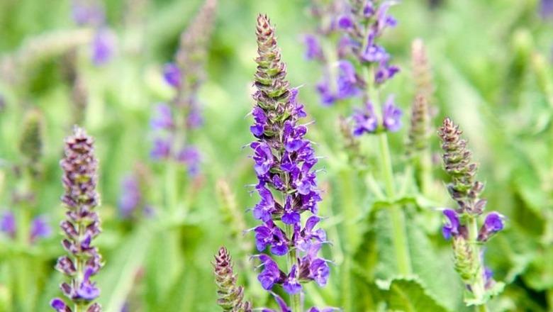 Kursi i këmbimit godet eksportuesit e bimëve mjekësore, eksportohen më shumë por fitohet më pak