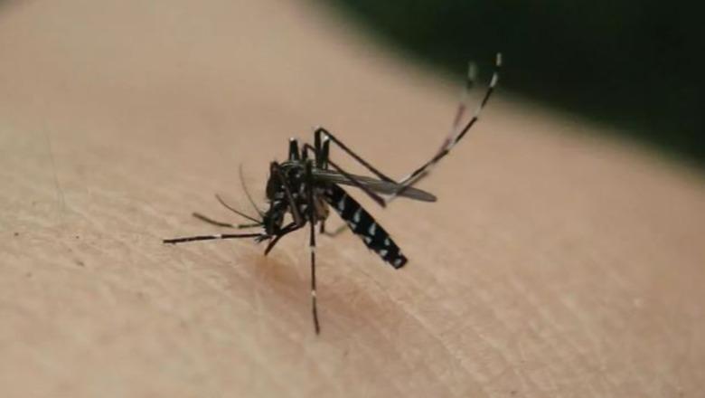  Mushkonja tigër po përhap sëmundje tropikale në Europë, ja cilat vende rrezikohen më shumë