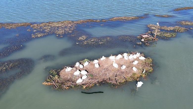 Niveli i lartë i ujit sfidon habitatin e pelikanit kaçurrel në Lagunën e Karavastasë, folezimi i shpendëve vazhdon pa probleme