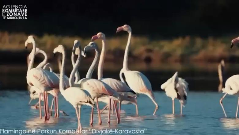 Flamengot dhurojnë spektakël në lagunën Divjakë - Karavasta, Rama publikon pamje mahnitëse