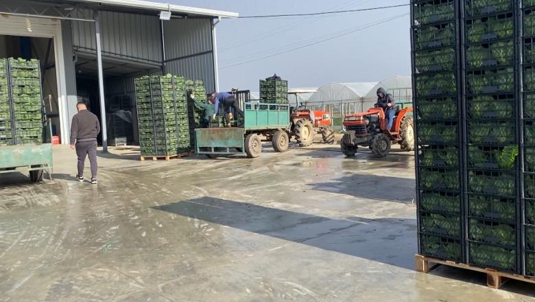 'Nuk mund t’i lëmë perimet në parcela', bllokimi i rrugës rrit kostot për eksportuesit e perimeve në Lushnjë! Trajlerat i bien nga Kosova për të shkuar në Maqedoninë e Veriut