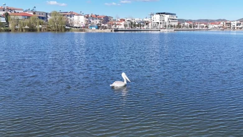 Pamje mbresëlënëse nga Dumreja, pelikani kaçurrel në ujërat e Belshit (FOTO)