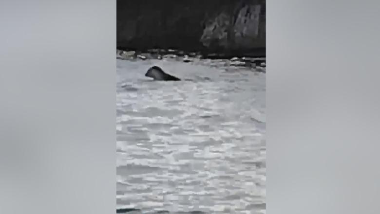 Spektakël në det, foka e rrallë shfaqet në ujërat e Sazanit