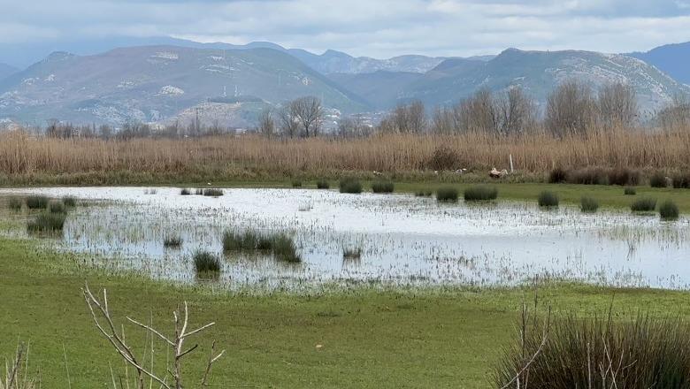 Përmbytjet dëmtojnë bujqësinë në Kurbin, prezenca e gjatë e ujit ka shkatërruar të mbjellat