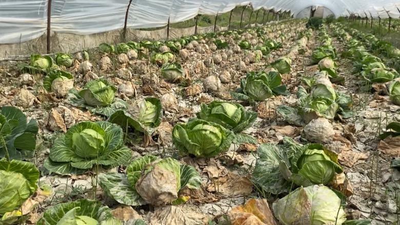 I përmbyti lumi Vjosa, fermerët e Kafarajt në Fier kërkojnë dëmshpërblim: Askush s’ka ardhur të verifikojë dëmet