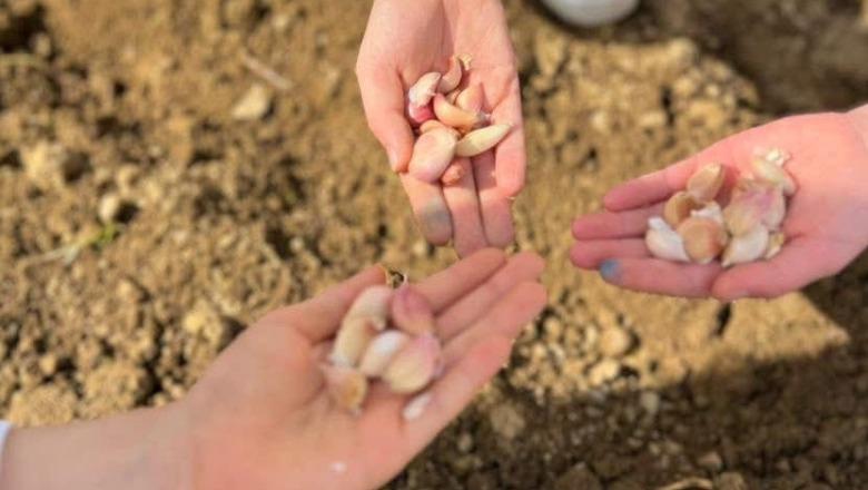 Programi 'Toka në shkolla' zbatohet në Maliq, Rama: Lidh nxënësit me tokën dhe natyrën