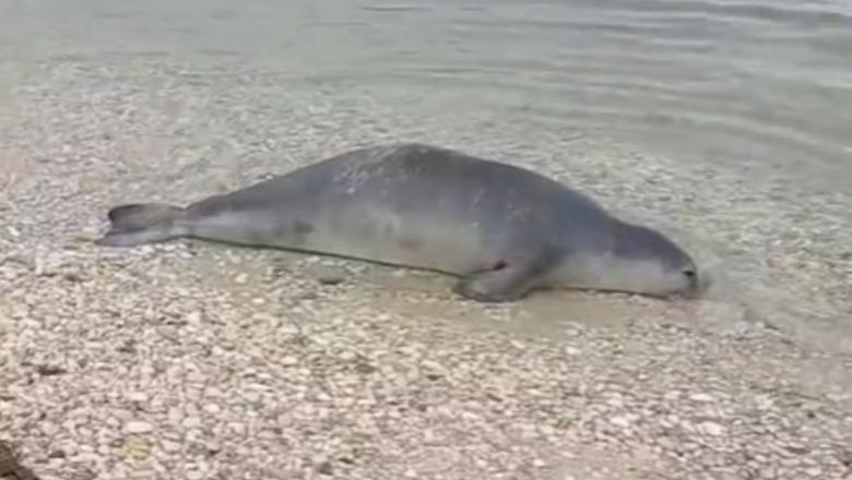 Foka e rrallë gjendet e ngordhur në Orikum, një ditë më parë ishte filmuar në Karaburun