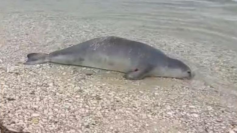 Foka e rrallë gjendet e ngordhur në Orikum, një ditë më parë ishte filmuar në Karaburun