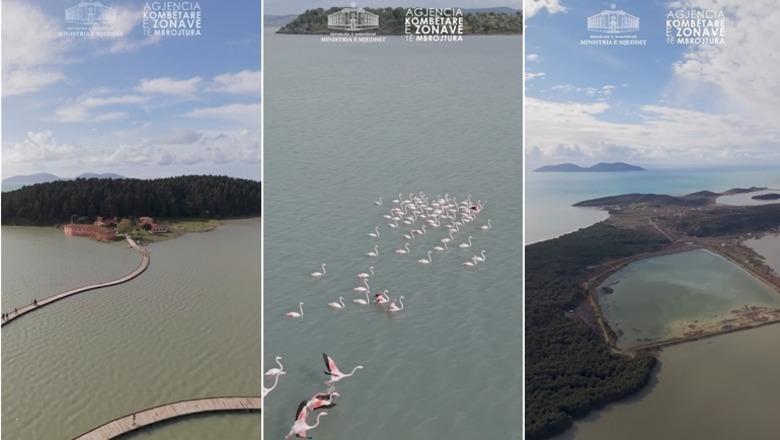 Flamingot rozë dhurojnë pamje spektakolare mbi Lagunën e Nartës