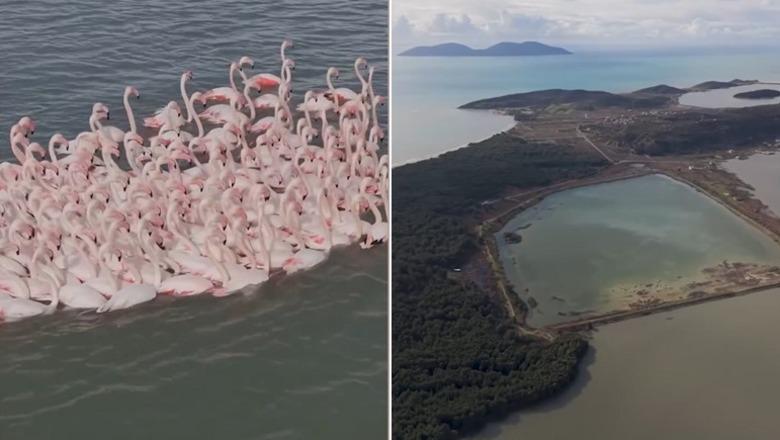 Flamingot rozë dhurojnë pamje spektakolare mbi Lagunën e Nartës