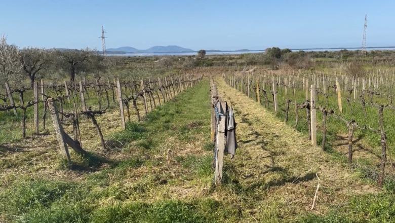 Bie sipërfaqja e vreshtave në Vlorë! Fermerët: Do t’i shkulim hardhitë, shkak pesticidet e skaduara dhe mungesa e tregut