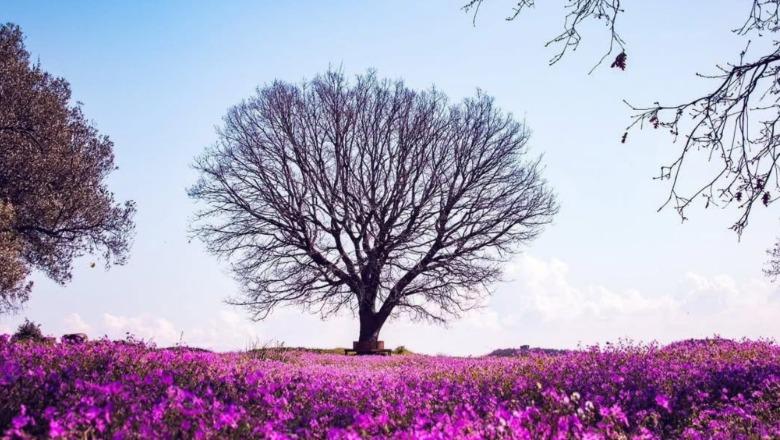 Pranvera 'vesh' Apolloninë me ngjyrë rozë, parku arkeologjik merr pamjen më të bukur të marsit