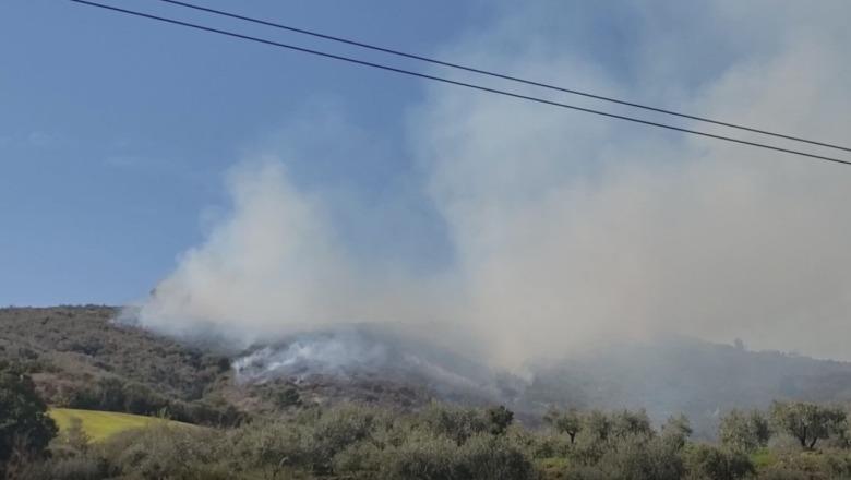 Zjarr në ullishtet e fshatit Duhanas në Berat, flakët përparojnë me shpejtësi drejt kodrës dhe zonës së gjelbëruar me pisha! (VIDEO)
