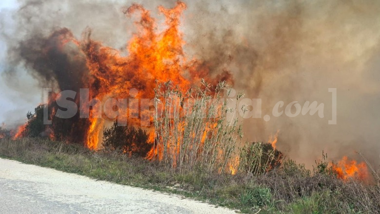 Zjarr në kodrat e Sherishtës në Vlorë, flakët përhapen drejt ullishteve