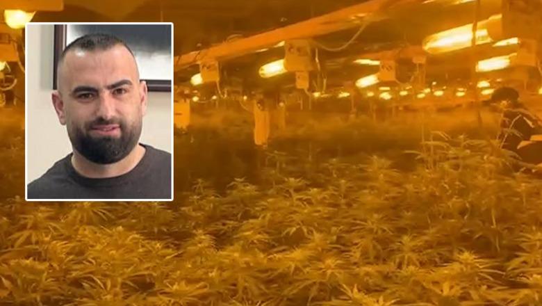 Peqin/ Gjenden 4 mijë rrënjë kanabisi në magazinën e Drejtorit të Burgut të Rrogozhinës, në kërkim bashkë me përgjegjësin e OSHEE-së! Pezullohet edhe nga detyra (VIDEO)