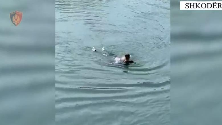 Akti heroik i policit në Shkodër, hidhet në lumin Buna për të shpëtuar 59-vjeçaren që tentoi të vetëmbytej