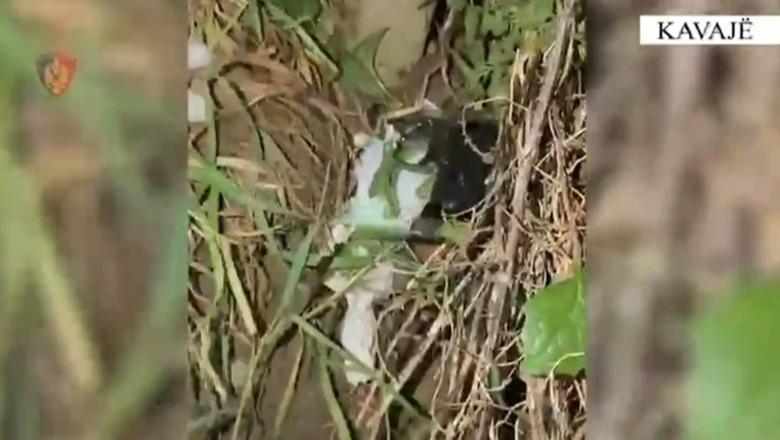 Plagosi 39-vjeçarin, përfundon shpejt arratia e 42-vjeçarit në Kavajë! Policia e arreston pas tri orësh, arma gjendet mes shkurreve