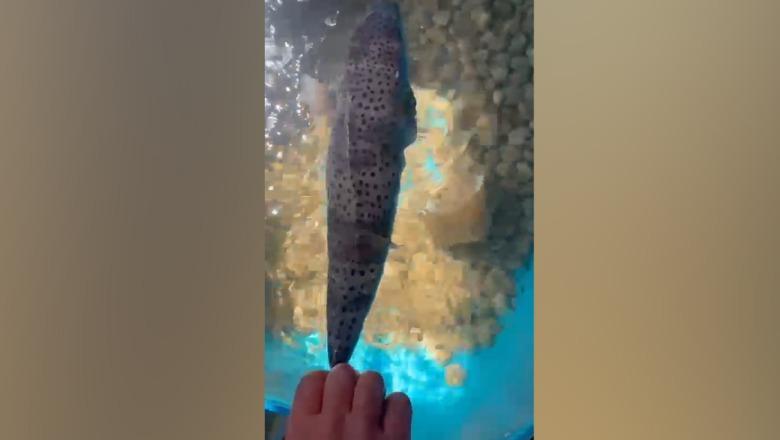 Alarm në bregdetin e Durrësit, konfirmohet rasti i dytë i peshkut helmues 'Qyle'