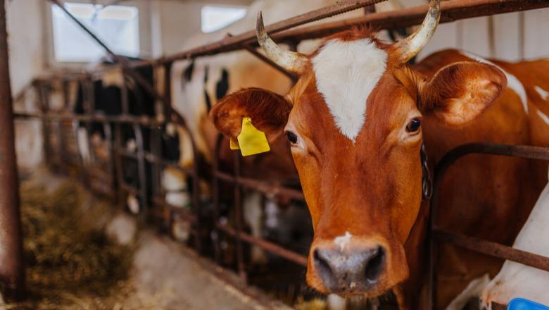Mbi 247 mijë gjedhë të kontrolluar për tuberkulozin, Shqipëria shton masat për sigurinë ushqimore
