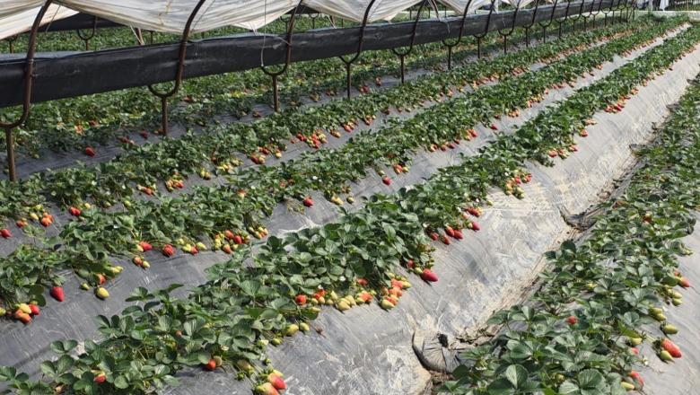 Fier, prodhimi u përgjysmua nga përmbytjet por luleshtrydhet që i shpëtuan Vjosës shkojnë drejt tregjeve europiane