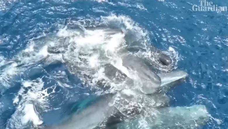 Momenti i rrallë në det/ Balena lind këlyshin, kopeja i vjen në ndihmë