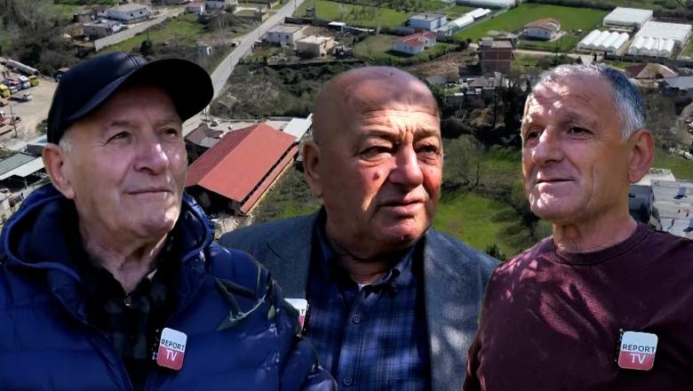 Veri-Jug/ Tradita e Zall Herrit, 100 mijë rrënjë ullinj dhe mjeshtëria e krasitjes dhe shartimeve