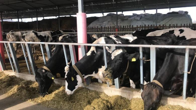 Nga ulja e numrit të lopëve te bletaria, Qeveria përcakton kriteret për përfituesit e mbështetjes nga fondi i programit për Bujqësinë