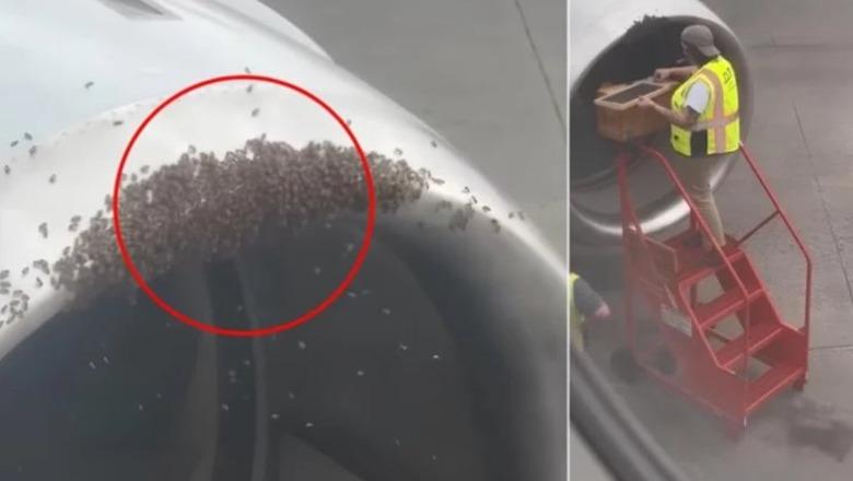 Karolina e Veriut/ Zbulohet kosherja e bletëve brenda motorit të avionit, anulohet fluturimi