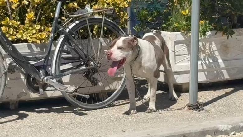 E rëndë në Vlorë, Pitbulli kafshon fëmijën 4-vjeç në rrugë! Dërgohet me urgjencë drejt spitalit