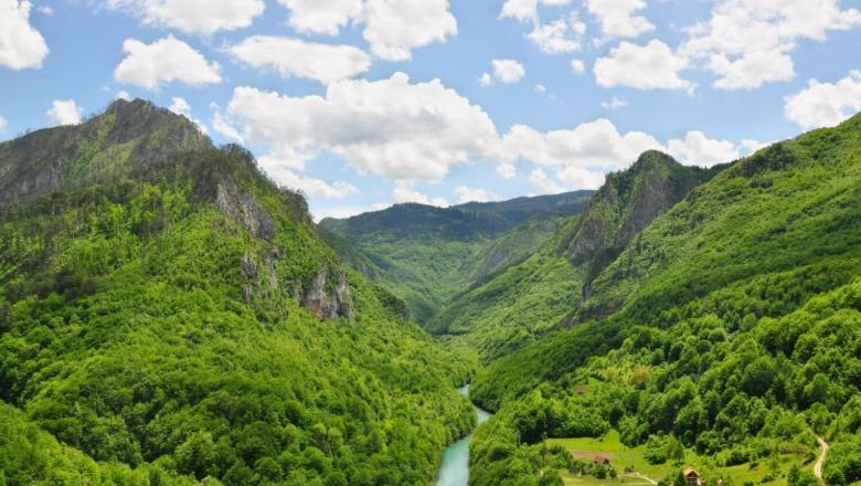 Projektligji për Shoqërinë Shtetërore të Pyjeve hidhet në konsultim publik, ministri Jaupaj: Fund fragmentimit, drejt modelit europian