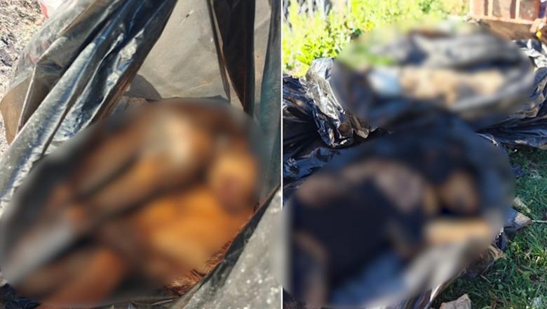 ‘Varr masiv qensh në zemër të Tiranës’, denoncimi i organizatës në mbrojtje të kafshëve: 11 trupa të ngrirë dhe mbetje spitalore! Të hetohet urgjentisht