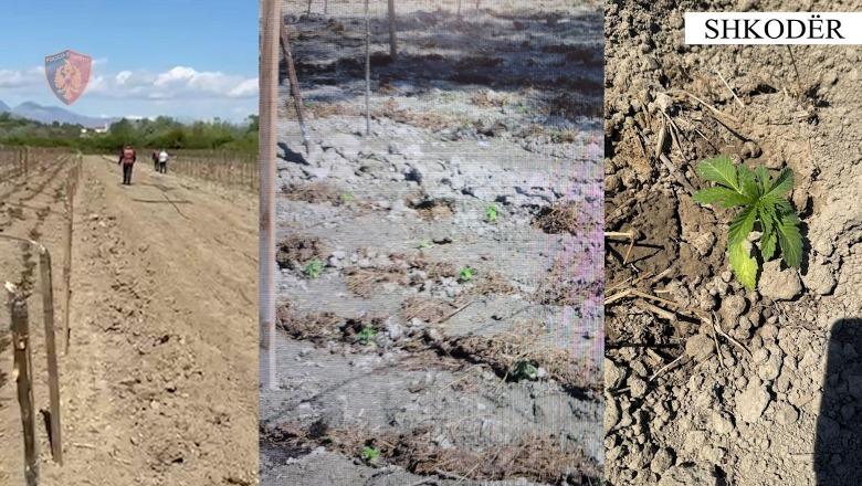 Shkodër/ Kishin kultivuar kanabis në fshatin Mali i Gjymtit, arrestohen babë e bir