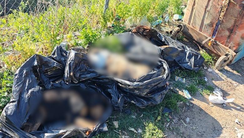 ‘Varr masiv qensh në zemër të Tiranës’, nisin hetimet! Aktivisti akuza klinikës veterinare të Bashkisë