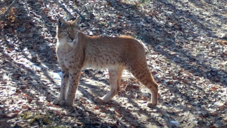 Rrëqebulli i Ballkanit rikthehet në Shebenik, pamje të rralla nga parku kombëtar