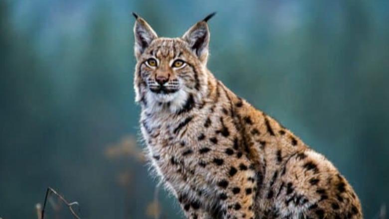 Rrëqebulli i Ballkanit shfaqet në dy parqe kombëtare në Shqipëri, pamje të rralla nga natyra