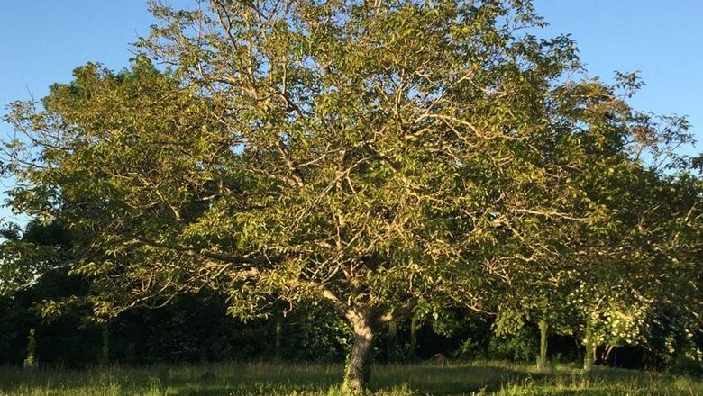 Mirënjohje për rrugaçin që nuk i preu pemët