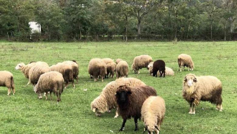 Kosova ndalon importin e deleve dhe dhive nga Shqipëria për shkak të shpërthimit të murtajës së kafshëve