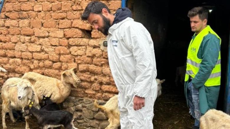 Konfirmohet një rast i Murtajës së Ruminantëve të Vegjël te dhitë në Dibër, Autoriteti i Veterinarisë: S’ka rrezik për shëndetin publik, nuk transmetohet te njerëzit