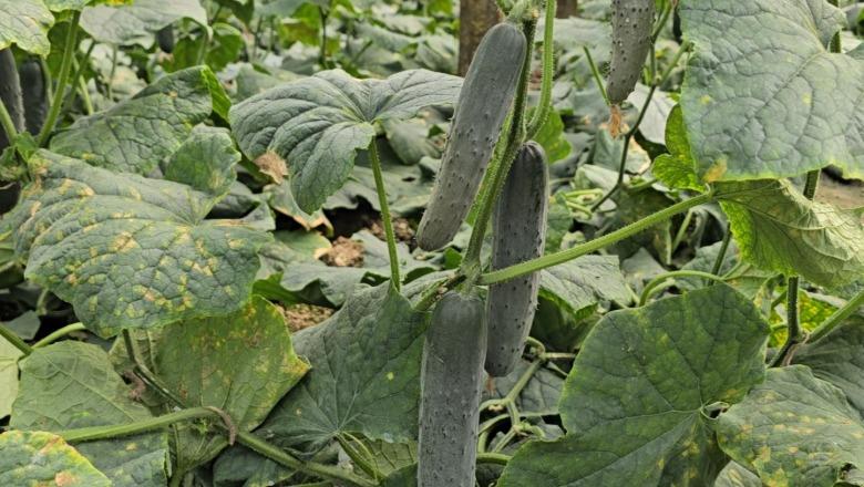 Prodhimi i kastravecit në Roskovec nën kosto, fermerët përballë humbjeve: Nuk ia dalim dot