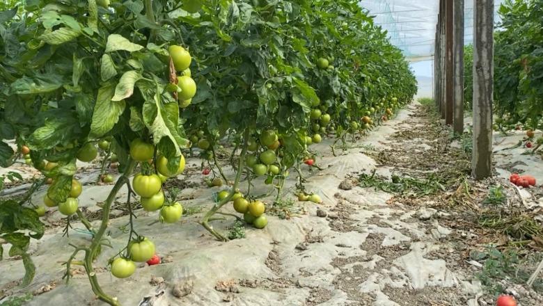 “Domaten bio e shesim me 1.8 euro