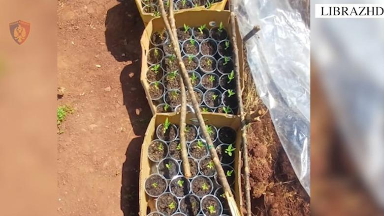 Librazhd/ Kishin kultivuar kanabis në fshatin Xhyrë, në pranga dy të rinjtë