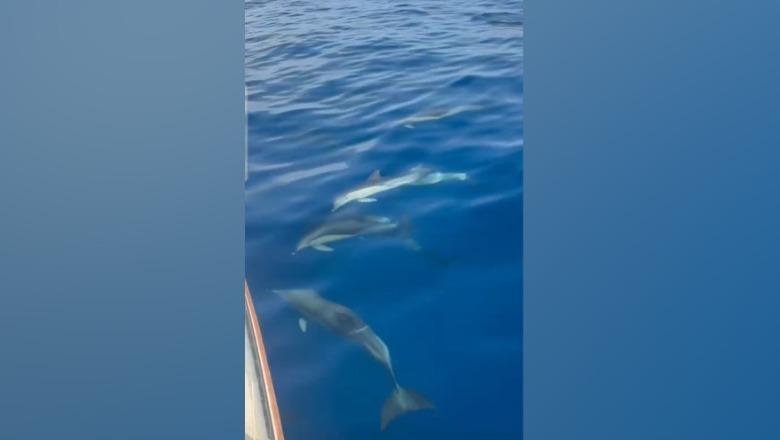 Spektakël i rrallë në Himarë, delfinët mahnisin turistët në mes të detit