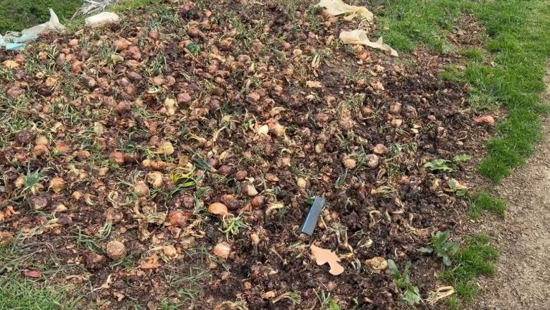 Prodhime stok të qepës në Maliq, fermerët kërkojnë ndërhyrje urgjente: Rritja e importeve, ka ulur kërkesën për prodhimin vendas