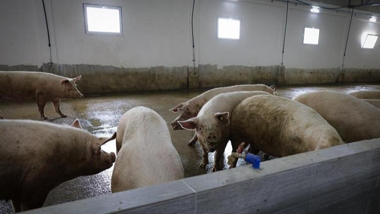 Skema Kombëtare 2026, Salla: Për herë të parë, mbështetje për mbarështimin e derrave