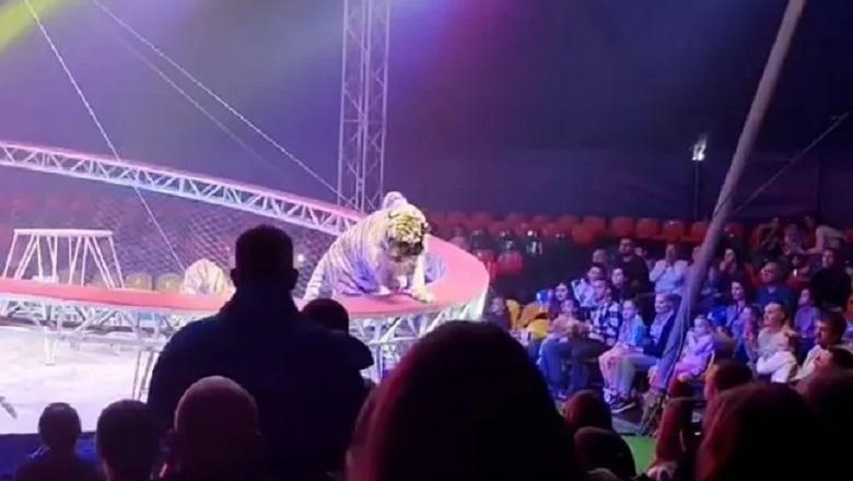 Frikë në cirkun rus, tigri kapërcen barrierat dhe hidhet drejt turmës